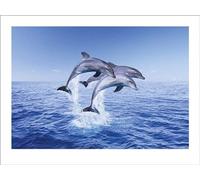 Pyramid International " Dolphin Trio Art Print, Multi-Colour, 40 x 50 x 1.3 cm
