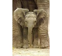Pyramid International Elephant Big Ears Maxi Poster