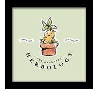 Pyramid International HARRY POTTER Framed Print Watercolour Mandrake Design 30cm x 30cm - Official Merchandise