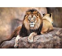 Pyramid International " King of The Pride" Maxi Poster, Multi-Colour, 61 x 91.5 x 1.3 cm