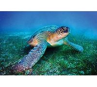 Pyramid International Loggerhead Sea Turtle Maxi Poster, Plastic/Glass, Multi-Colour, 61 x 91.5 x 1.3 cm