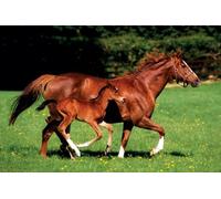 Pyramid International Mare and Foal Maxi Poster, Multi-Colour, 61 x 91.5 cm