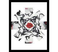 Pyramid International Red Hot Chili Peppers (Rose) Collector Print - 30cm x 40cm Wall Art Poster - Officially Licensed Music Decor - One Size