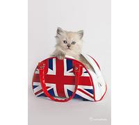 Pyramid International Union Jack Cat Maxi Poster, Wood, Multi-Colour, 91.5 x 61 x 0.03 cm