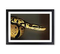 Python Snake Framed Print | A2 Black Framed Wall Art | Ready to Hang | Modern Nature Picture | Living Room Bedroom Lounge Office