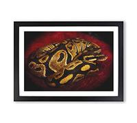 Python Snake Painting Framed Print | A2 Black Framed Wall Art | Ready to Hang | Modern Historical Picture | Living Room Bedroom Lounge Office