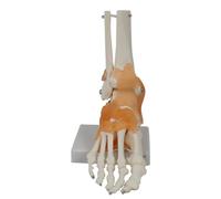 Qarmijaer Foot Joint Model with Ligaments Human Anatomy Model, Life Size, Medical-Teaching Equipment As Shown 1 Piece