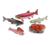 QCSTORE Growth Cycle Model Realistic Life Cycle Animal Models Educational Toy for Kids Safe Non- Plastic Material for Storytelling, Teaching and Learning Tool (#5)