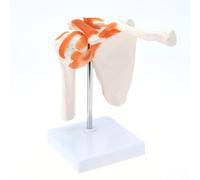Qeunrtiy Medical Shoulder Anatomy Model with Functional Ligaments, Shoulder Joint Model for Medical Teaching Display Model