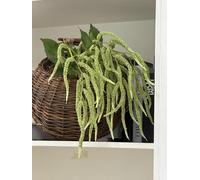 QFSH 3Pcs Artificial Amaranthus Flower Fake Hanging Green Plants