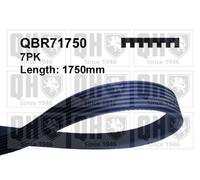 QH V-Ribbed Drive Belt - QBR71750