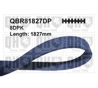 QH V-Ribbed Drive Belt - QBR81827DP
