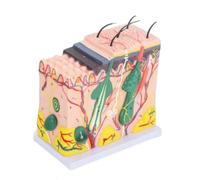 Qianly 3D Skin Model | Mounted on White Base, Realistic, Skin Model with Stand, for Classroom, Students, Teachers, 50X