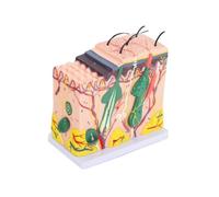 Qianly 3D Skin Model | Mounted on White Base, Realistic, Skin Model with Stand, for Classroom, Students, Teachers, 35X