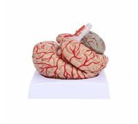 Qianly Human Brain Model Brain Structure Model Detachable Segment Design With Labeled Structures PVC Suitable for School Labs Teacher Instruction