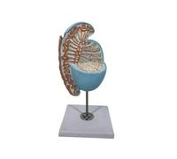 Qianly Human Model Educational Model Accurate for Classroom, Health Center, Testicular Structure Anatomy Model