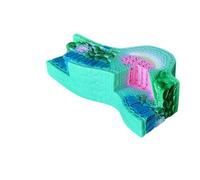 Qianly Leaf Structural Three-Dimensional modelDimensional Leaf Sectional Model Educational for Experimentation Space
