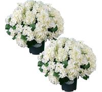QIANYUN Artificial Topiary for Outdoors -20” Potted Plant Fake Hydrangea Bush-UV Resistant Artificial Outdoor Plants for Front Porch, Garden, Yard, Patio Decor (White)