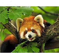 QIAOYUE Paint By Numbers for Animals Red Panda Adult and Children DIY Painting Kit Beginner Painting Art Pre-printed Canvas 40X50CM no frame