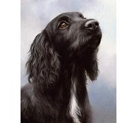 QIAOYUE Paint by Numbers Springer Spaniel Black Dog Adult and Children DIY Painting Kit Beginner Painting Art Pre-printed Canvas (40X50CM) (no frame)