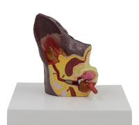 QIeAny Dual-Side Canine Ear Anatomy Model - Normal & Pathological PVC Veterinary Teaching Tool with Hand-Painted Details | 3D Dog Ear Demonstration Model for Classroom, Clinic & Veterinary Education