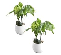 QIFLY 2PC Mini Colourful Round Plastic Plant Flower Pots Home Office Decor Planter Indoor Flower Plant Pots, White Gardening Pot with Drainage - NO Plant Included 7 * 7 * 6.5cm (As show, White)