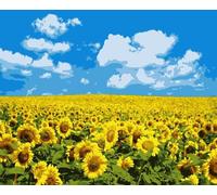 Qijinn Paint by Numbers for Adults,Sunflower Fields DIY Hand Painted Canvas Oil Painting Kit for Beginners,with Brushes and Acrylic Pigment Paint by Numbers for Home Wall Decor 20x30cm,with Framed