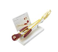 QINGHEDZSW Upper Limb Bone Anatomy Model, Arm Bone Band Muscle Nerve Ligament Model, Fine Workmanship, with Durable Base, for Scientific Research and Medical Learning Teaching Aids