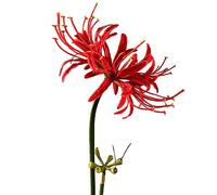 Qingriver 4 Stems 26.38'' Artificial Spider Lily Flowers Lycoris radiata For Home Garden Decoration Red