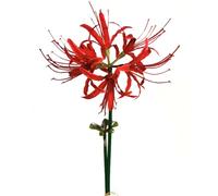 Qingriver 6 Sets 67 CM Lycoris Radiata Artificial Spider Lily Flowers Stonegarlic Clusteramaryllis for Home Garden Wedding Party Decor (Red)