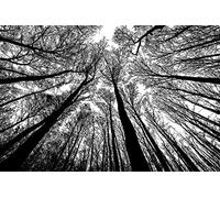 Qipexeii Bgraamiens Puzzle-Forest in Black and White-1000 Pieces Creative Black and White Nature Scenery Hard Puzzle Blue Board Jigsaw Puzzle