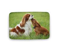 Qjjinxior Bath Mat, Cavalier King Charles Spaniel Door Mat, Super Absorbent Washable Rug for Bathroom Kitchen Entrance 50x80 Cm