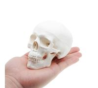 QREBYQ Mini Skull Anatomy Model for Study - Human Skull Model, Small Plastic Head Bones for Artists Drawing - Skull Anatomy Model