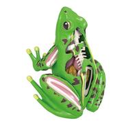 Qsvbeeqj Biology Technology Gadget Teaching Science Toy Anatomical Frogs Model School Experiment Kits Educational Equipment Animal Puzzle Toy for Children