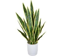 QTYQWC Exotic Dried Flower Bouquet Yellow/Green Artificial Snake Plant, 28 Inch Artificial Sansevieria in Pot for Indoor Home Office Table Decoration(Yellow)