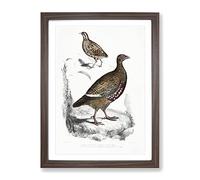 Quail & Partridge Illustrations By John Edward Gray Vintage Framed Wall Art Print, Ready to Hang Picture for Living Room Bedroom Home Office Décor, Walnut A4 (34 x 25 cm)