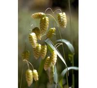 Quaking Grass Flower Essences 30ml Dosage Prepared from FES Stock essences