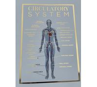 Qualiprint Circulatory System Poster | 300gsm A3 Wall Art with Silk Finish, Gold Foil, 42cm x 29.7cm | Stunning Human Anatomy Poster for Wall Decor in Salons, Academies, Workspaces | Unframed