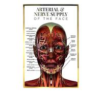 Qualiprint Human Face Arterial Nerve Supply Anatomy Poster A3 - Luxurious 400GSM Silk, 42cm x 29.7cm | Gold & Pink Foil | Wall Decor for Beauty & Aesthetics Salons, Clinics, Training | Unframed