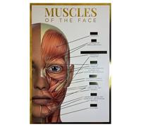 Qualiprint Muscles of the Face Poster - 300GSM, 42cm x 29.7cm | Gold Foil Silk Finished Human Anatomy Wall Art for Salon Decor, Classroom Learning & Aesthetics Clinic | Unframed
