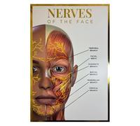 Qualiprint Nerves of the Face A3 Poster, Gold Foil, 300gsm, Silk | Wall art with gilded detail, illustrated human body chart, ideal for salon, clinic and classroom décor.