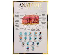 Qualiprint Skin Anatomy Poster - 400GSM, 42cm x 29.7cm | Gold Foil Silk Finished Educational Human Anatomy Wall Art for Salon Decor, Classroom Learning & Aesthetics Clinic | Unframed