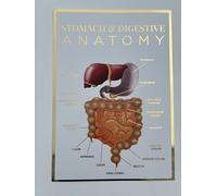 Qualiprint Stomach & Digestive System Poster | 300gsm A3 Wall Art with Silk Finish, Gold Foil, 42cm x 29.7cm | Stunning Human Anatomy Poster for Wall Decor in Salons, Academies, Workspaces | Unframed