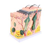 Qudinip 50X Magnified Human Skin Model, Anatomy Biology Teaching Aid with 25 Diagram Labels for Laboratory School Supplies