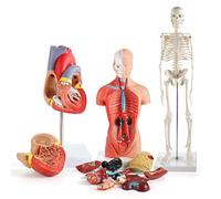 Qudinip Human Body Model Kit Detachable Anatomical Torso with Skeleton and Heart for Teaching 26CM PVC