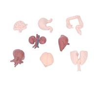 Qudinip Human Organ Model, Simulation Body Anatomy Educational Tool with Brain Heart Lungs Liver Stomach Kidneys, for Teaching Professional Research and Patient Explanation