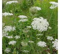 Queen Anne’s Lace Flower Essences 30ml Dosage Prepared from FES Stock Essences