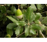 Quercus Ilex Evergreen Tree 6ft Tall Supplied in a 12 Litre Pot by Directplants Direct Plants Green One Size