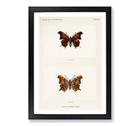 Question Mark Butterfly by S.F. Denton Framed Print | A2 Black Framed Wall Art | Ready to Hang | Modern Animal Picture | Living Room Bedroom Lounge Office