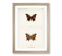 Question Mark Butterfly by S.F. Denton Framed Print | A2 Oak Framed Wall Art | Ready to Hang | Modern Animal Picture | Living Room Bedroom Lounge Office